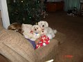 The Dogs